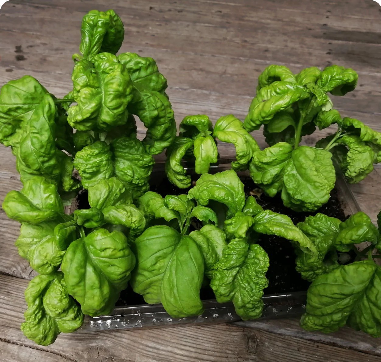 Basil Tuscany