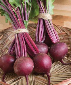Beetroot Boro H Bio