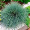 Ornamental Grass Varna Blue Fescue