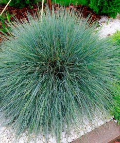 Ornamental Grass Varna Blue Fescue