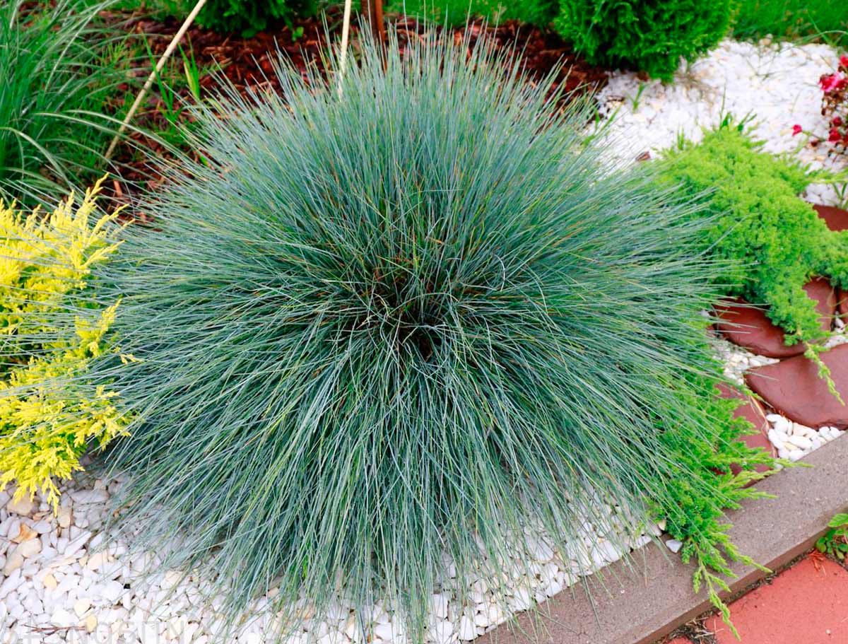 Ornamental Grass Varna Blue Fescue