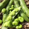 Broad Bean Windsor
