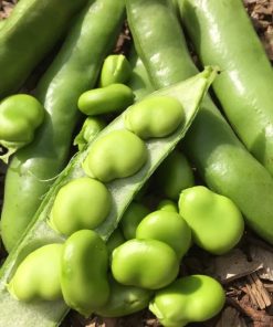 Broad Bean Windsor