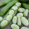 Broad Bean Witkiem