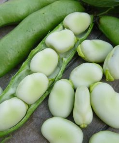 Broad Bean Witkiem