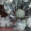 Broccoli Botavia H