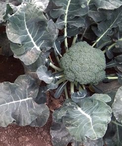 Broccoli Botavia H