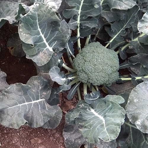 Broccoli Botavia H