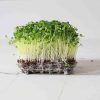 Broccoli Sprouts and Microgreens