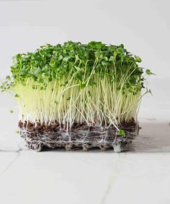 Broccoli Sprouts and Microgreens