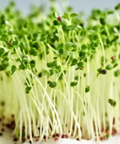 Alternative view of Broccoli Sprouts and Microgreens