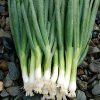 Bunching Onion Parade