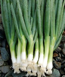 Bunching Onion Parade