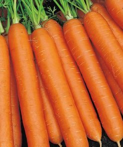 Carrot Nantes 3