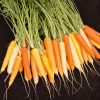 Carrot Rainbow H