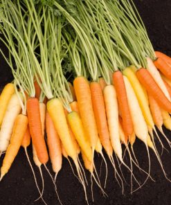 Carrot Rainbow H