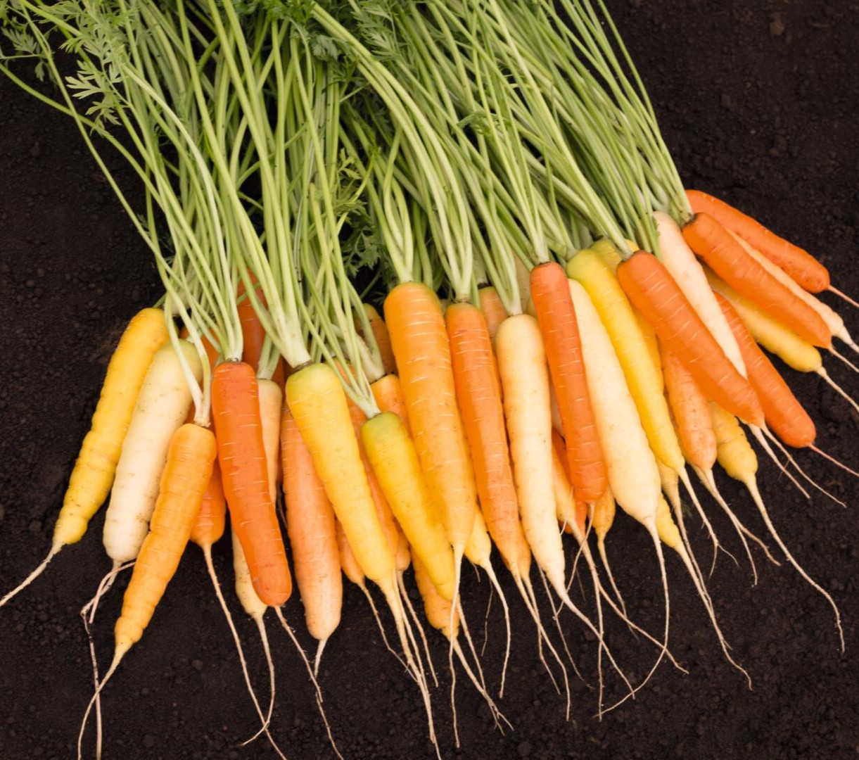 Carrot Rainbow H