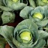 Cabbage Gloria Di Enkhuizen 2