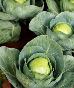 Cabbage Gloria Di Enkhuizen 2