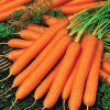 Carrot Amsterdam2