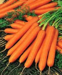 Carrot Amsterdam2