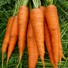 Carrot Autumn King2