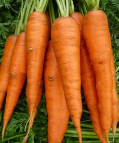 Carrot Autumn King2