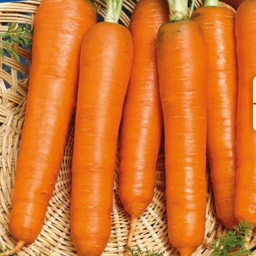 Carrot Lange Rote