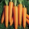 Carrot Nantes 5 Fantazja