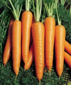 Carrot Nantes 5 Fantazja