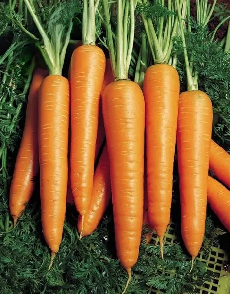 Carrot Nantes 5 Fantazja