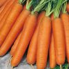 Carrot Nantes 5 Samson