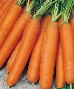 Carrot Nantes 5 Samson