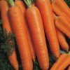 Carrot Narbonne F1