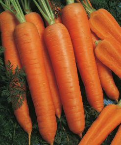 Carrot Narbonne F1