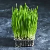 Grass Cat Greens