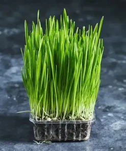 Grass Cat Greens