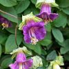 Cobaea Cathedral Bells Purple