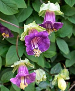 Cobaea Cathedral Bells Purple