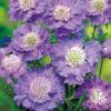 Caucasion Scabious Blue