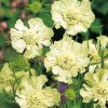 Caucasion Scabious white