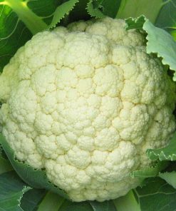 Cauliflower Seeds Goodman 30s