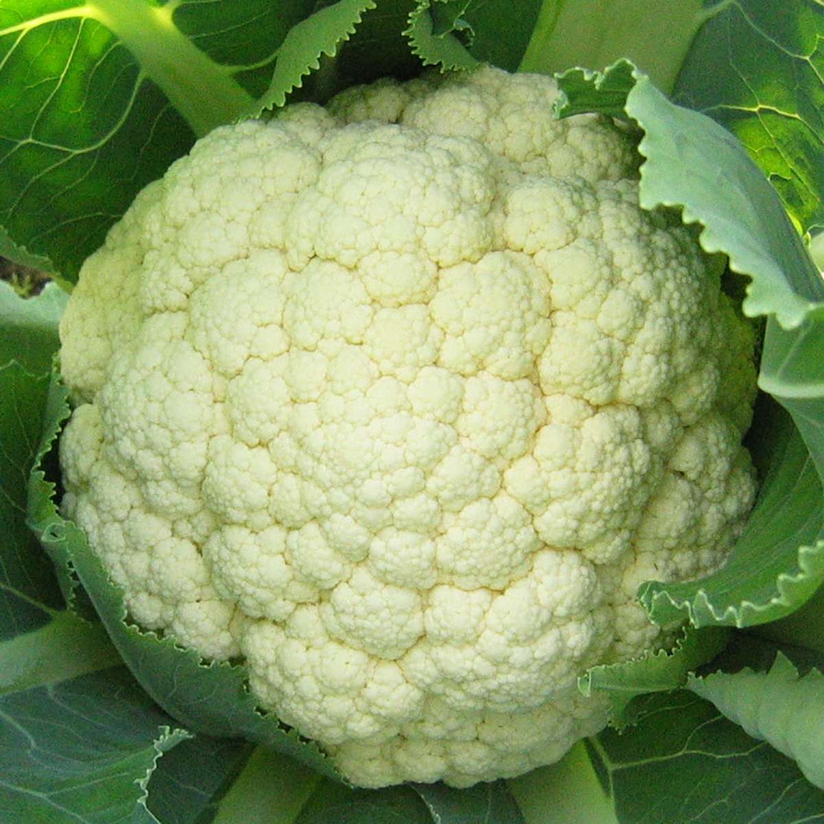 Cauliflower Goodman