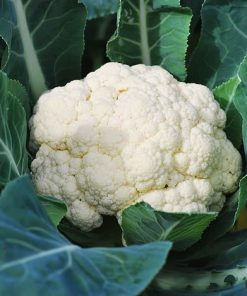 Alternative view of Cauliflower Seeds Goodman 30s
