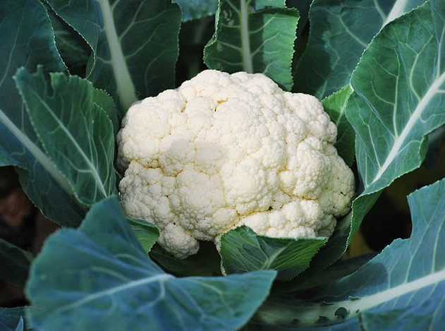 Cauliflower Goodman seeds 30s - Image 2