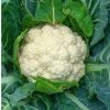 Cauliflower Oviedo H
