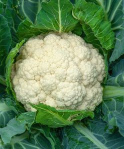 Cauliflower Oviedo H