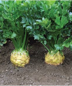 Celery Brilliant