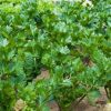 Celery Leaf Jemny