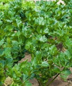 Celery Leaf Jemny